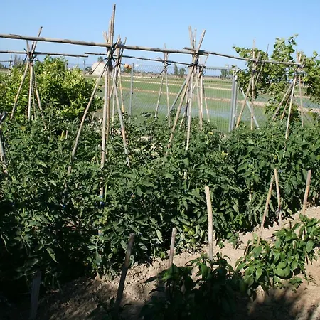 Caseta Del Chato Deltebre